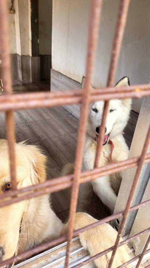 Donut, meravigliosa Husky Foto 5